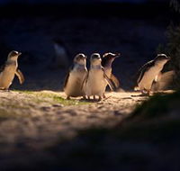 Phillip Island Nature Parks - Darwin Holiday