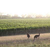 Small Forest Wine - Darwin Holiday