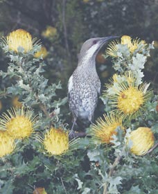 Dryandra Woodland - Darwin Holiday 1