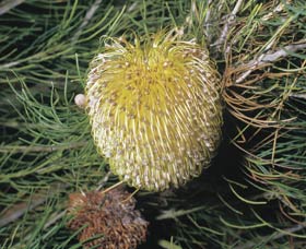 Dryandra Woodland - Darwin Holiday 3