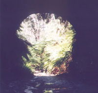 Glow Worm Tunnel - Darwin Holiday