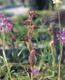 Carnamah ACT Darwin Holiday