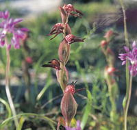 Carnamah-Eneabba Wildflower Drive - Darwin Holiday