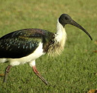 Toowoomba Water Bird Habitat - Darwin Holiday