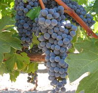 Joshuas Fault Wine - Darwin Holiday
