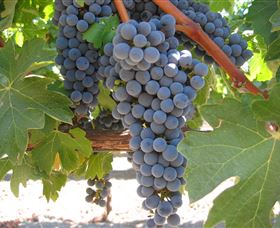 Joshuas Fault Wine - Darwin Holiday 0