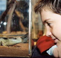 Canberra Reptile Zoo - Darwin Holiday