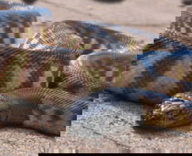 Canberra Reptile Zoo - Darwin Holiday 1