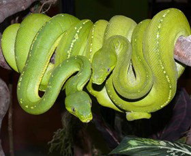 Canberra Reptile Zoo - Darwin Holiday 2