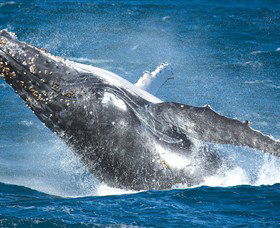 Sydney Whale Watching - Darwin Holiday 0