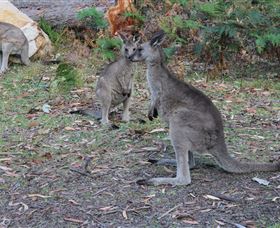 East Coast Adventure Bus - Darwin Holiday 4