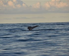 Sydney Eco Whale Watching - Darwin Holiday 2