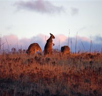 Dingo Tours - Darwin Holiday