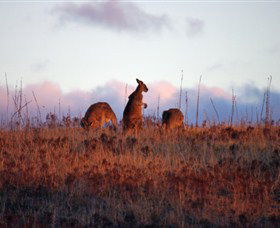 Dingo Tours - Darwin Holiday 0