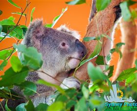 Sydney Photo Tours - Darwin Holiday 2