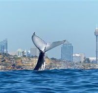 Oz Whale Watching - Darwin Holiday