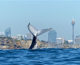 Oz Whale Watching - Darwin Holiday 0