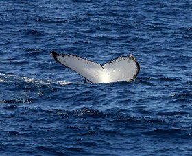 Oz Whale Watching - Darwin Holiday 2