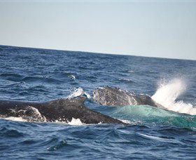 Oz Whale Watching - Darwin Holiday 3