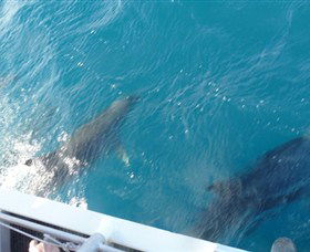 Oz Whale Watching - Darwin Holiday 4