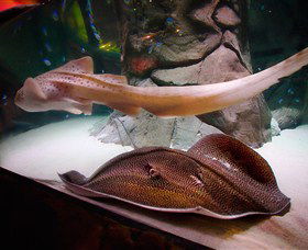 SEA LIFE Sydney Aquarium - Darwin Holiday 4