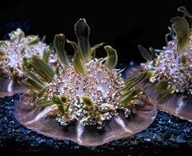 SEA LIFE Sydney Aquarium - Darwin Holiday 8