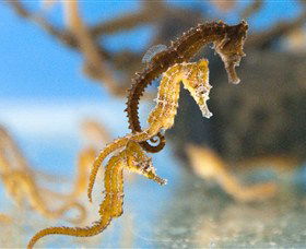 SEA LIFE Sydney Aquarium - Darwin Holiday 6