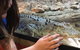 Canberra Reptile Zoo - thumb 3