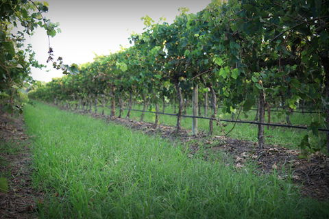 Bunnamagoo Wines - Darwin Holiday 2