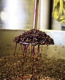 Quealy Winemakers - Darwin Holiday 6