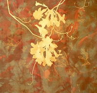 Fellia Melas Gallery - Darwin Holiday
