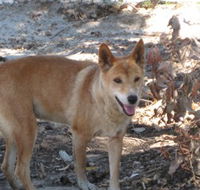Cohunu Koala Park - Darwin Holiday