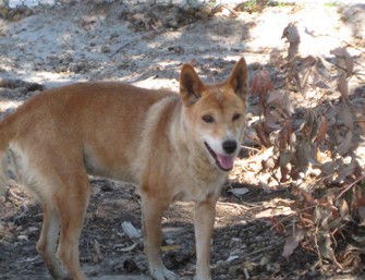 Cohunu Koala Park - Darwin Holiday 0