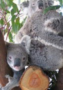 Cohunu Koala Park - Darwin Holiday 1