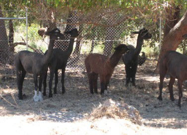 Cohunu Koala Park - Darwin Holiday 2