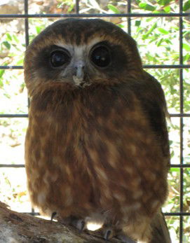 Cohunu Koala Park - Darwin Holiday 3