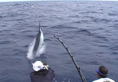 Amokura Charters - Darwin Holiday 0