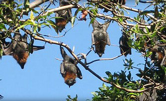 Blackbutt Reserve - Darwin Holiday 1
