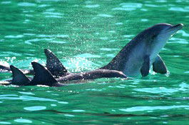 Sydney Weekend Adventures - Darwin Holiday 1