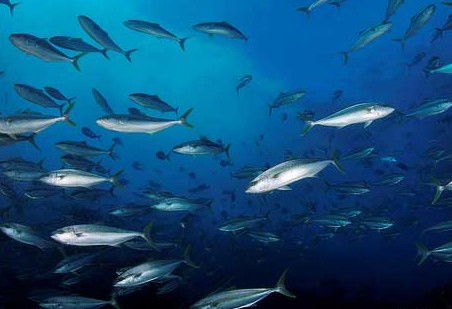 Byron Bay Dive Centre - Darwin Holiday 2