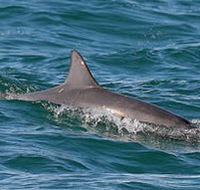 Byron Bay Dolphin Wildlife Tours - Darwin Holiday
