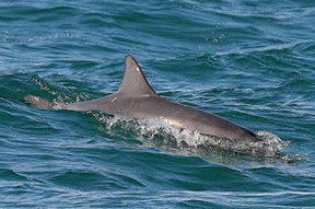 Byron Bay Dolphin Wildlife Tours - Darwin Holiday 0