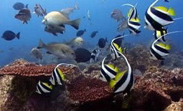 Byron Bay Dolphin Wildlife Tours - Darwin Holiday 3