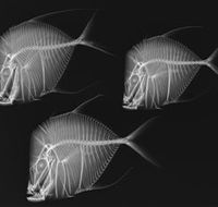 X-Ray Vision Fish Inside Out - Darwin Holiday