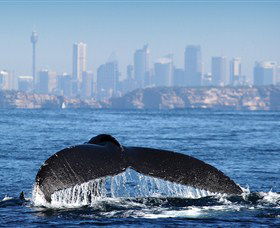 Bass & Flinders Cruises - Darwin Holiday 1