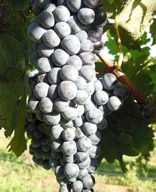 Wine Country Tours - Darwin Holiday 8
