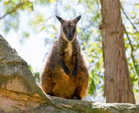 Nura Diya Aboriginal Wildlife Tour At Taronga Zoo - Darwin Holiday 2