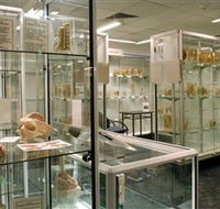 Museum of Human Disease - Darwin Holiday