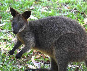St Ives Precinct - Darwin Holiday 4