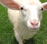 Golden Ridge Animal Farm - Darwin Holiday